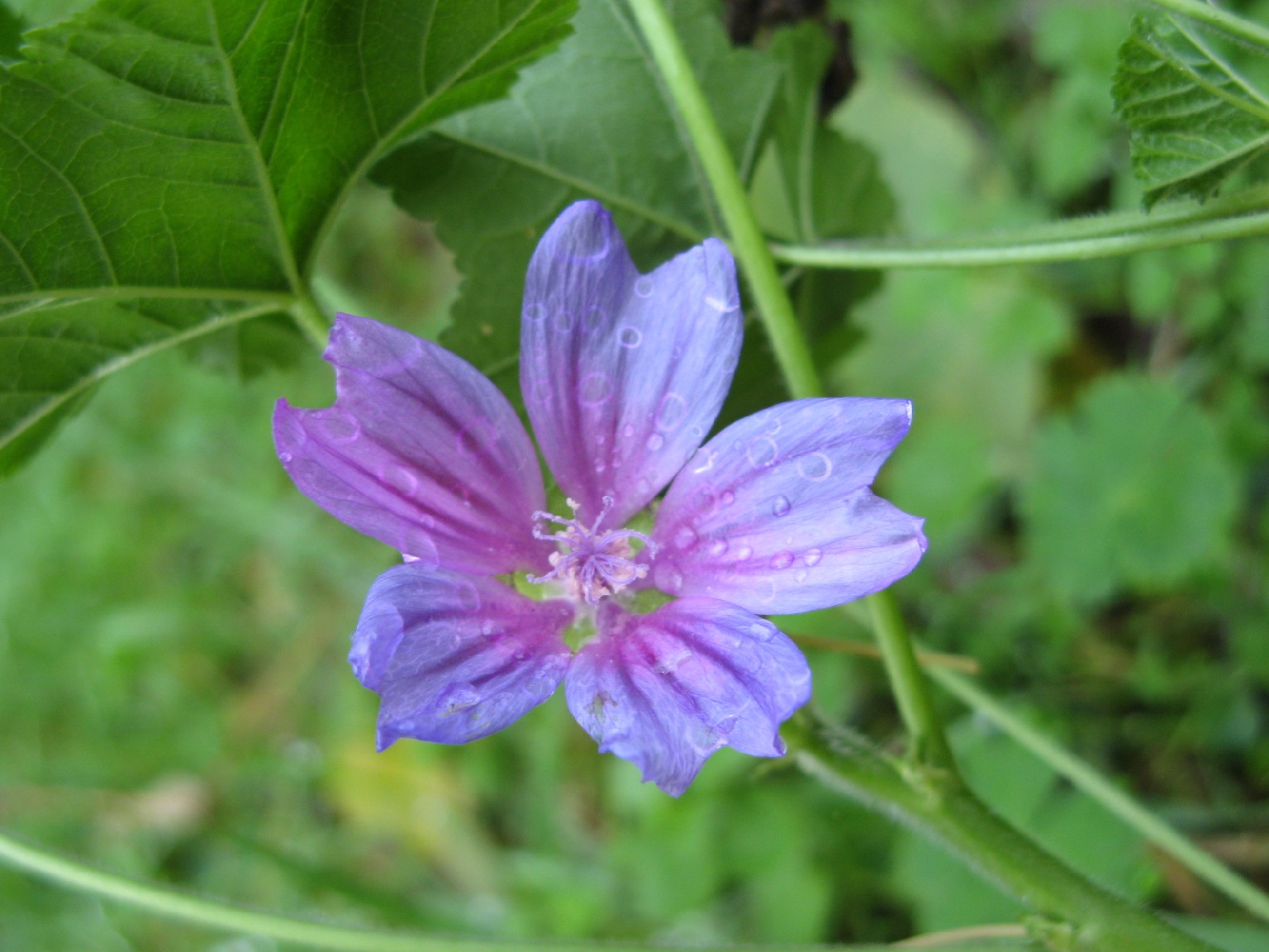 Malva sylvestris / Malva selvatica